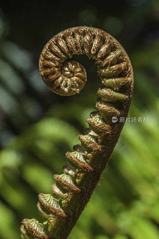 羊齿蕨(Sadleria cyatheoides)是一种蕨类植物，俗称毛蕨(ʻAmaʻu)。它是夏威夷特有的，居住在所有主要岛屿的熔岩流、开阔地区和潮湿的森林中。夏威夷火山国家公园，夏威夷，大